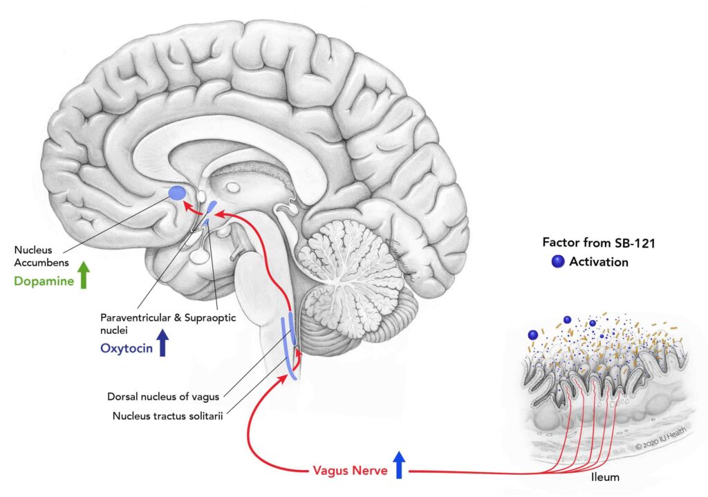 Increasing evidence points to the connection between the gut and the brain. Bacteria trigger neuroendrocrine signaling with the CNS through the vagus nerve in the GI tract.