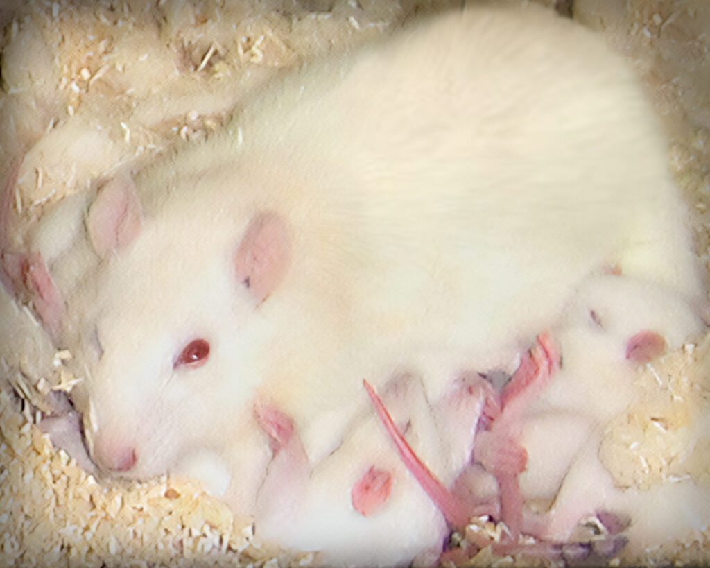 Mom rat and rat pups