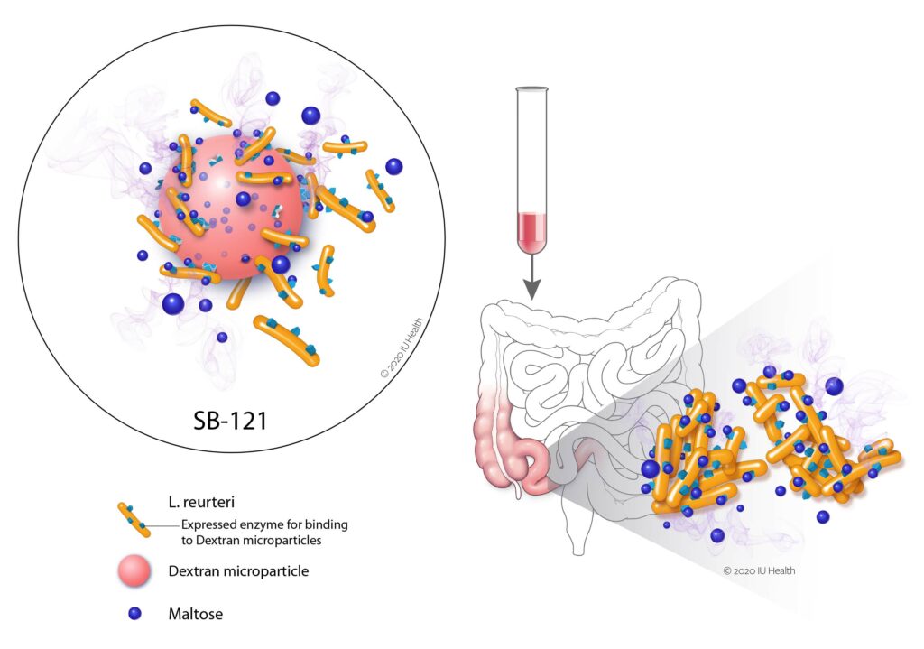 SB-121 is a formulation of L. reuteri with dextran microparticles and maltose. Taken orally, it results in beneficial changes in the bacterium in the gut